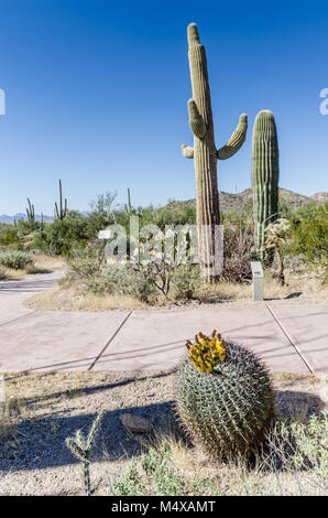 Angelhaken Barrel Kaktus blüht mit gelben Knospen auf der Nature Trail im Saguaro National Park in der Sonoran Wüste in der Nähe von Tucson, Arizona. Stockfoto