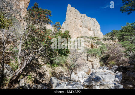 Madrone Baum und Devil's Hall Felsformation an der niedrigen Land Chihuahan Wüste Landschaft von Guadalupe Mountains National Park in Texas. Stockfoto