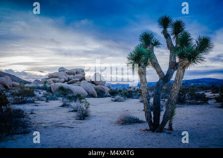 Dramatische Schuß von Joshua Tree Pflanze als Abend im Joshua Tree National Park fällt. Yucca Buergeri ist eine Pflanzenart aus der Gattung Yucca Stockfoto