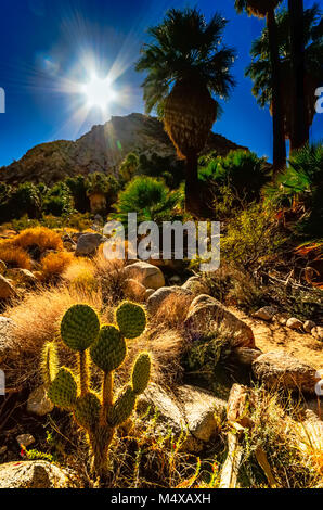 Sonnenstrahlen im strahlend blauen Himmel Hintergrundbeleuchtung Kaktus und bärtigen Palmen auf Fortynine trail Palms Oase in Joshua Tree National Park. Stockfoto