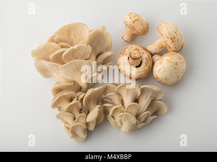 Blick von oben auf die Oyster Mushroom und gemeinsame Taste Pilz isoliert auf weißem Hintergrund Stockfoto