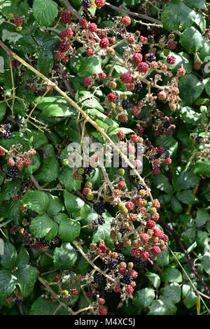 Reif unreife und reife Black Früchte auf dornigen Zweigen. Stockfoto