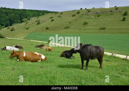 Lenkung; Kuh; Weide; Schwäbische Alb; Deutschland; Stockfoto