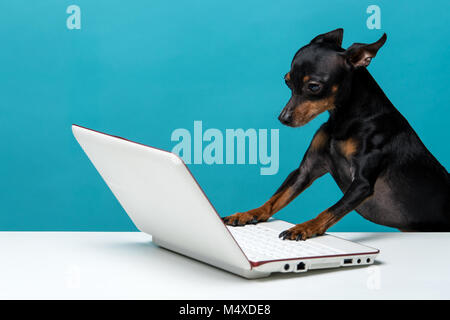 Süßer Hund, der den Laptop auf blauem Hintergrund genießen Stockfoto