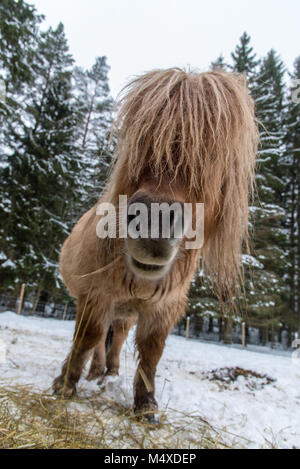 Shetland Pferd Essen in eine verschneite Weide Stockfoto