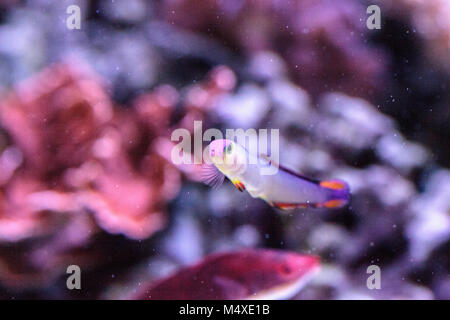 Lila Kappe firefish, nemateleotris Decora, Stockfoto