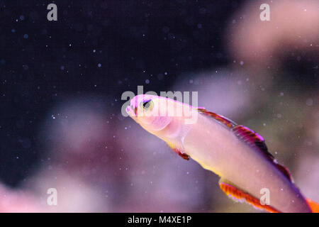 Lila Kappe firefish, nemateleotris Decora, Stockfoto