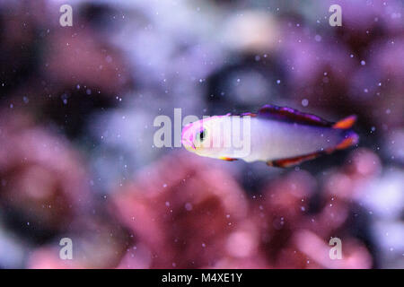 Lila Kappe firefish, nemateleotris Decora, Stockfoto