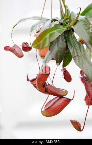 Nepenthes x ventrata Monkey Cap Nepenthaceae Dumort Caryophyllales Stockfoto