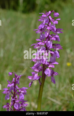 Orchid; blau Metzger orchid; Early purple orchid; Stockfoto