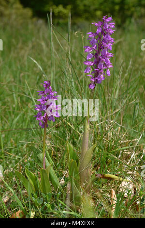 Orchid; blau Metzger orchid; Early purple orchid; Stockfoto