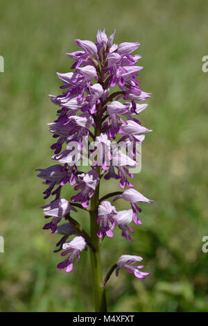 Orchid; Helm-knabenkraut; Soldat orchid; Stockfoto