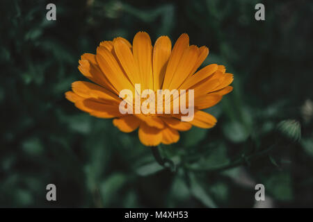 Eine einzelne Orange Blume des Calendula officinalis Stockfoto