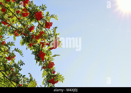 Zweigniederlassungen von Rowan Tree mit roten reife Beeren im Sonnenlicht Stockfoto