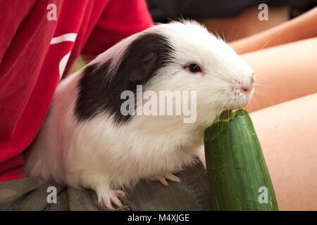 Schwarz und Weiß pet Meerschweinchen sitzen auf dem Schoß ein Kind essen eine große Gurke. Stockfoto