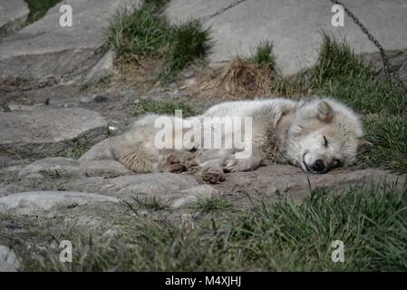 Grönland Huskies in Ilulissat, Grönland - gefesselte grönländische Hunde warten an einem warmen Sommertag im Juli auf die Erquellungen Stockfoto