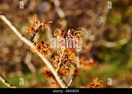 Eine Zweigniederlassung einer Zaubernuss Blumen an einem sonnigen Tag Stockfoto