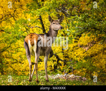 Schüchterne Hirsche am Waldrand. Abruzzen, Latium und Molise Nationalpark, Abruzzen, Italien, Europa Stockfoto