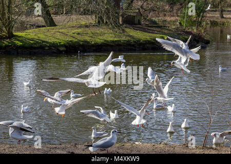 Möwen fliegen in der Nähe von einem Teich in Crystal Palace, London, England Stockfoto
