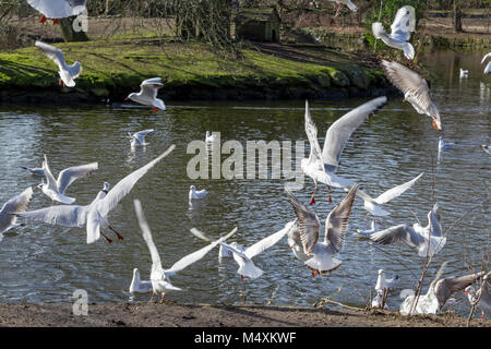 Möwen fliegen in der Nähe von einem Teich in Crystal Palace, London, England Stockfoto