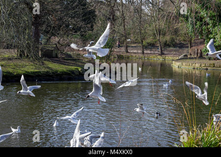 Möwen fliegen in der Nähe von einem Teich in Crystal Palace, London, England Stockfoto
