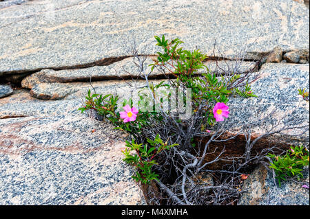 Schönen wilden Rosen wachsen in den Felsen der Georgian Bay Stockfoto