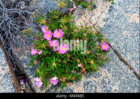 Schönen wilden Rosen wachsen in den Felsen der Georgian Bay Stockfoto