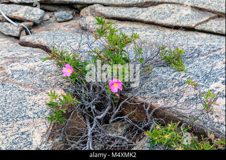 Schönen wilden Rosen wachsen in den Felsen der Georgian Bay Stockfoto