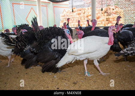 Türkei Fram auf Savar Bangladesch. Stockfoto