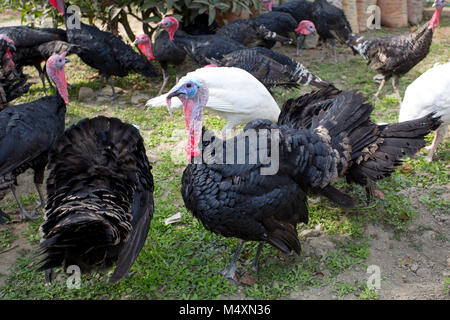 Türkei Fram auf Savar Bangladesch. Stockfoto