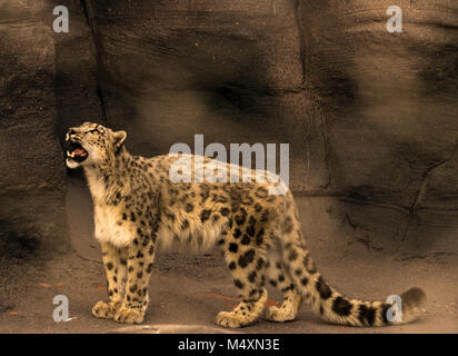 Snow Leopard (Panthera uncia) suchen Stockfoto