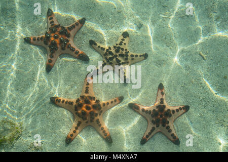 Seesterne im Meer Stockfoto