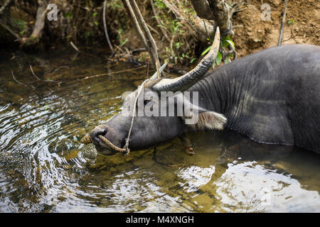 Wasserbüffel Stockfoto