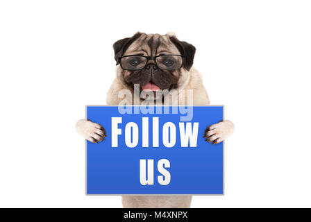 Mops Hund mit Brille bis blaues Schild mit Text folgen Sie uns auf weißem Hintergrund Stockfoto