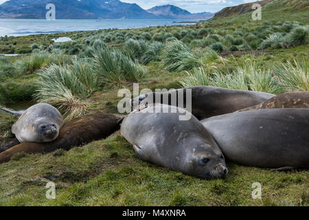 Britisches Territorium, South Georgia. Historischen Walfang Beilegung von grytviken. Weibliche Südlichen Seeelefanten (Mirounga leonina leonina) Wild: In tussock Gras h Stockfoto