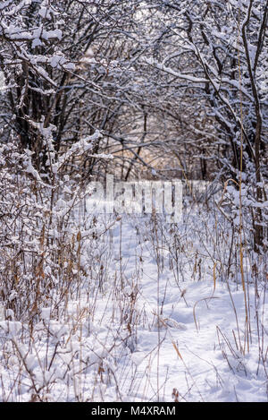 Frische flauschigen Schnee auf Ast im Morgenlicht Stockfoto