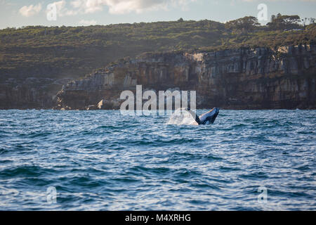 Buckelwal Verstöße aus Sydney Heads, Sydney, Australien Stockfoto