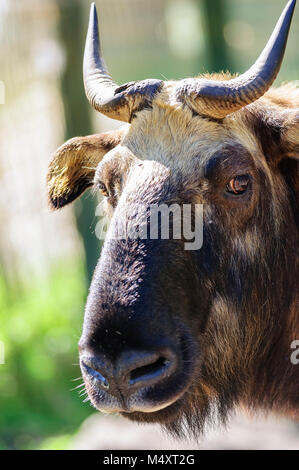 Close up Portrait von Takin, Budorcas taxicolor, nationalen Tier von Bhutan Stockfoto