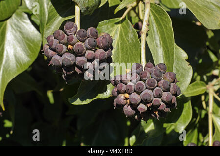 Beeren und Blätter der atlantische Efeu, Hedera hibernica, Stockfoto