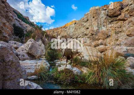 Die Schlucht Ein Gedi, Israel Stockfoto