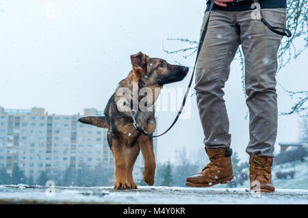 Ein Schäferhund Welpe Hund eine Leine mit seinem Besitzer in einem Winter städtische Umwelt mit Schneefall Stockfoto