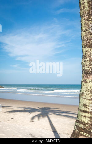 Coconut Palm Tree Blick vom Strand Stockfoto