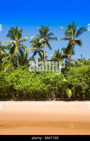 Coconut Palm Tree Blick vom Strand Stockfoto