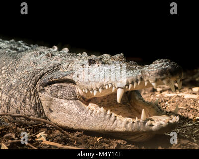 Eine Morlets Krokodil (Crocodylus moreletii) in einer österreichischen Zoo Stockfoto