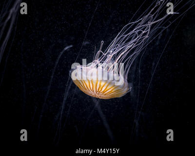 Eine Pazifische Meer Nettle (Chrysaora Fuscescens) in einem Aquarium in Österreich Stockfoto