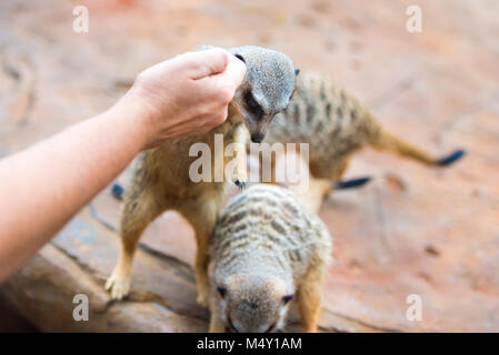 Nahaufnahme der Hand feeding Clan der Erdmännchen Suricata suricatta, Afrikanischen einheimischen Tieren, kleinen Fleischfresser der mongoose Familie Stockfoto