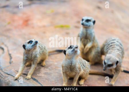 Clan der Erdmännchen Suricata suricatta, Afrikanischen einheimischen Tieren, kleinen Fleischfresser der mongoose Familie Stockfoto