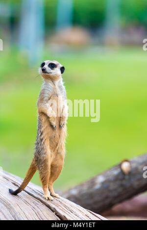 Portrait von Erdmännchen Suricata suricatta, Afrikanische eingeborene Tier, kleinen Fleischfresser der mongoose Familie Stockfoto