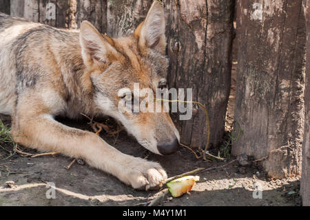 Junge europäische grauer Wolf Welpe müde und schlafen. Stockfoto