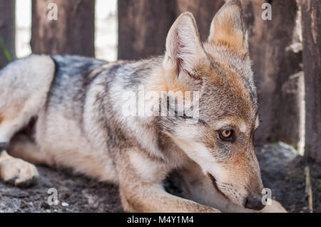 Junge europäische grauer Wolf Welpe müde und schlafen. Stockfoto